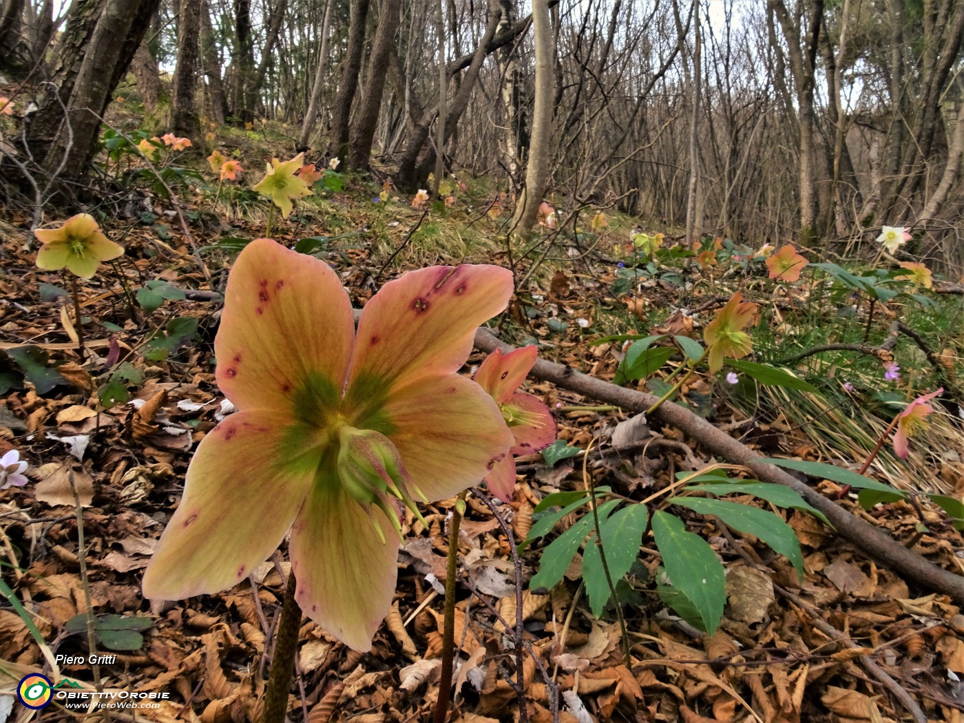 19 Ellebori in fiore (Helleborus niger) sul sentiero 506 C da Alino a Ca Boffelli.JPG